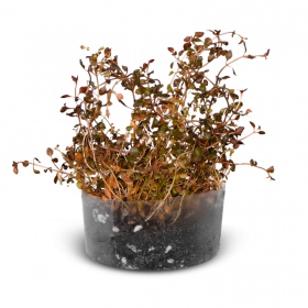 Eco Plant Ludwigia Super Red - in vitro kasvi