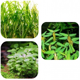 Eco Plant Easy Set 3 - easy aquarium plants