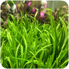 Eco Plant Echinodorus Tenellus - 5 pcs