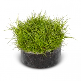 Eleocharis Parvula in vitro plant 100 stuks