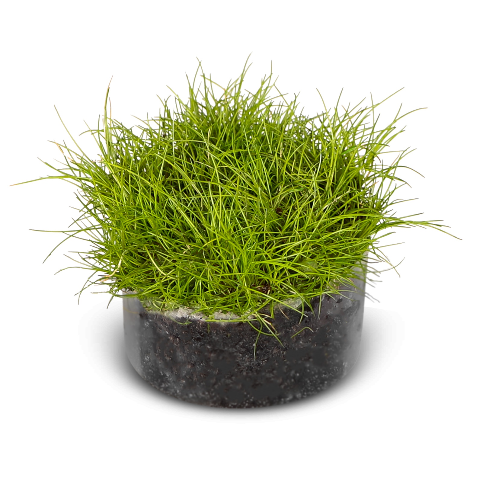 Eco Plant Eleocharis Parvula Roslina Invitro Ok 100 Sztuk