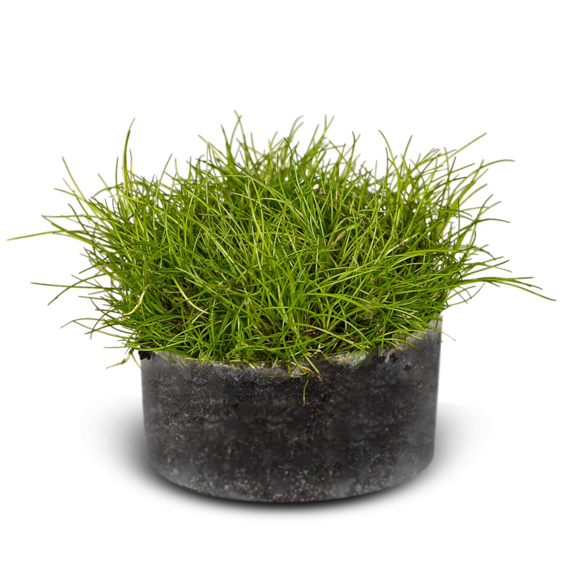 Eco Plant Eleocharis Parvula - roślina invitro ok. 100 sztuk