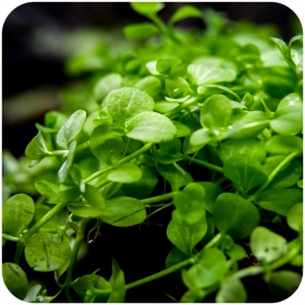 Planta Micranthemum Umbrosum en in vitro