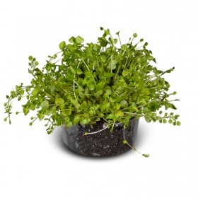 Eco Plant Micranthemum Umbrosum - roślina invitro 20 sztuk