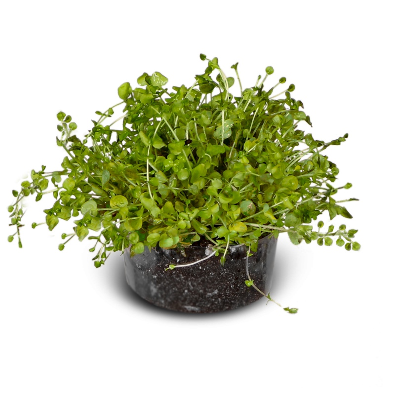 Eco Plant Micranthemum Umbrosum - 20 Stück Invitro