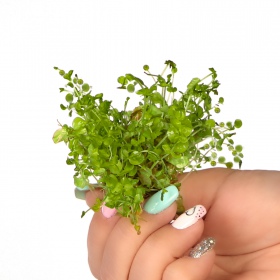 Micranthemum Umbrosum in vitro plant