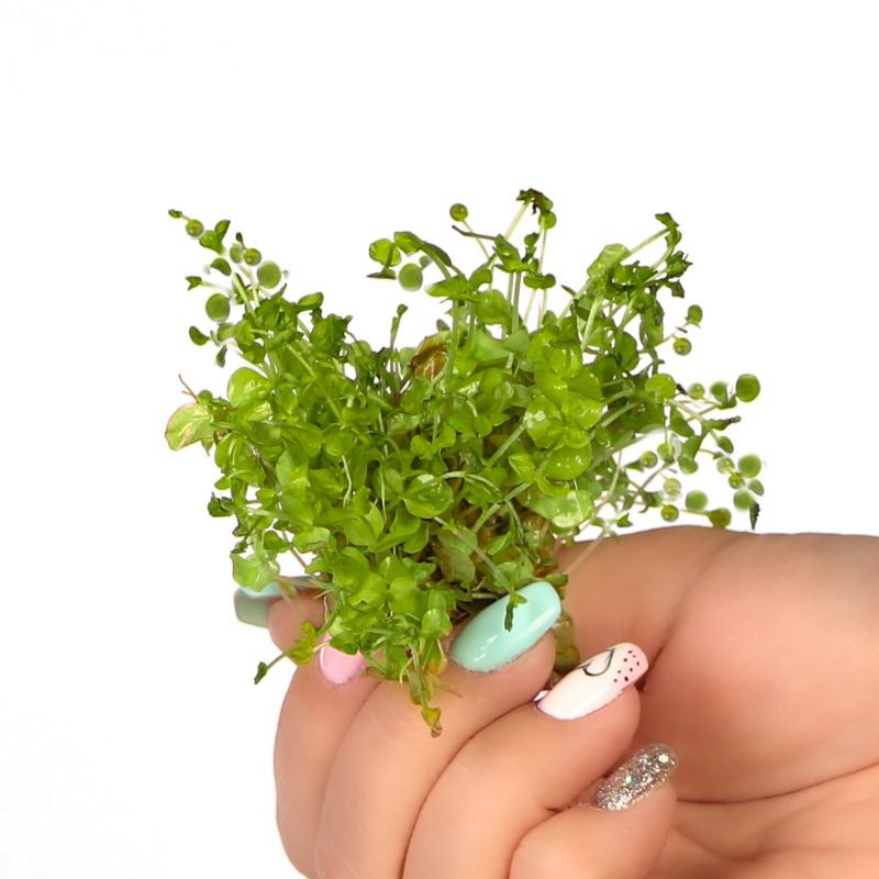 Planta Micranthemum Umbrosum en in vitro