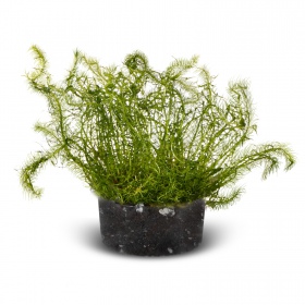 Bacopa Myriophylloides - инвитро растение