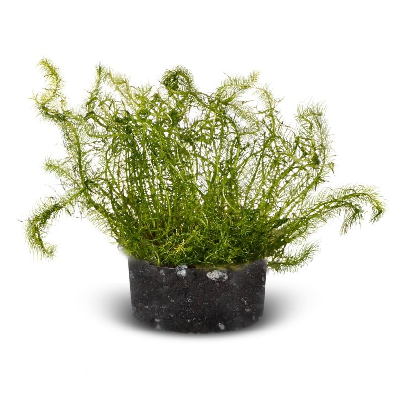 Bacopa Myriophylloides - инвитро растение