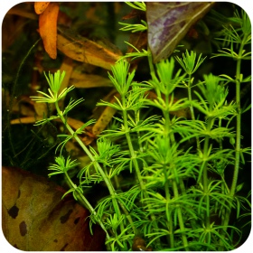 Eco Plant Bacopa Myriophylloides - roślina invitro 10 sztuk