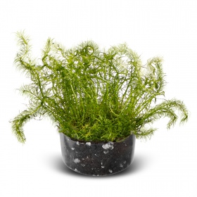 Bacopa Myriophylloides - Pflegeleichte Aquarienpflanze