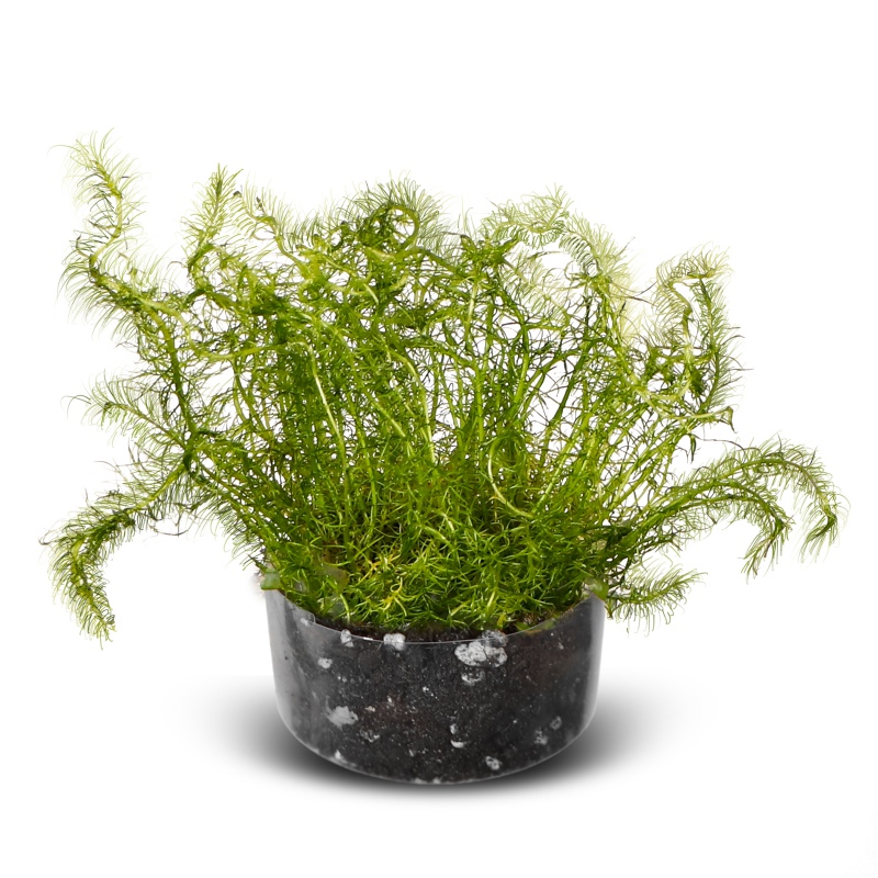 Bacopa Myriophylloides - инвитро растение