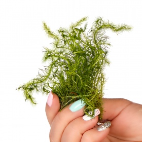 Eco Plant Bacopa Myriophylloides in vitro