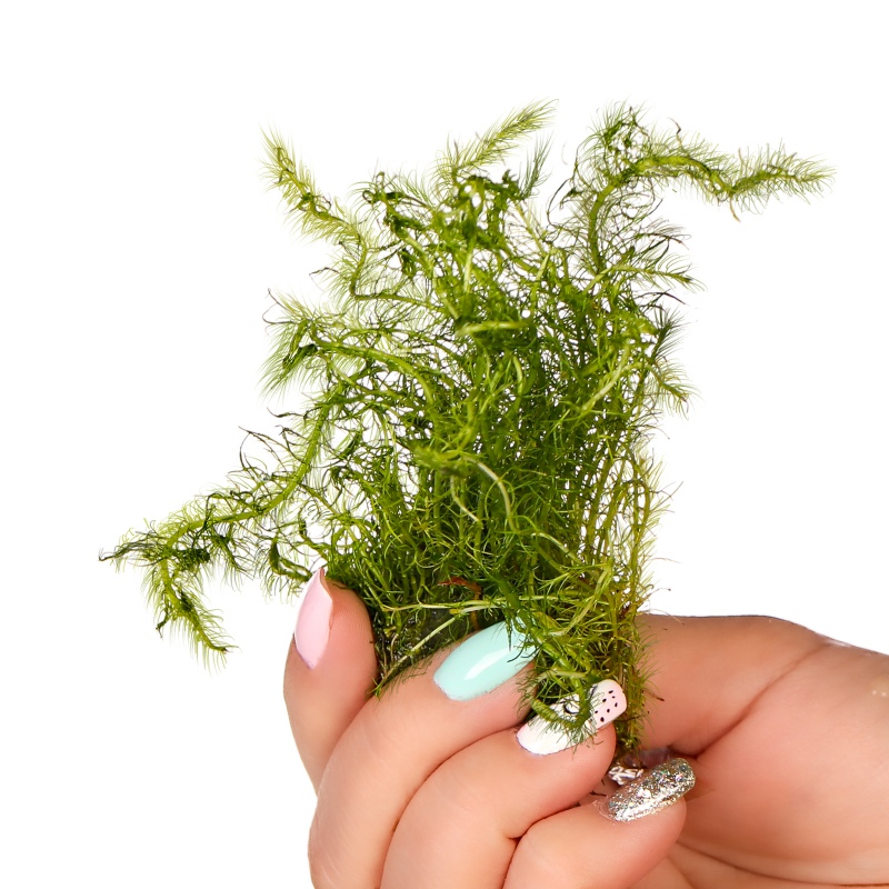 Eco Plant Bacopa Myriophylloides - roślina invitro 10 sztuk