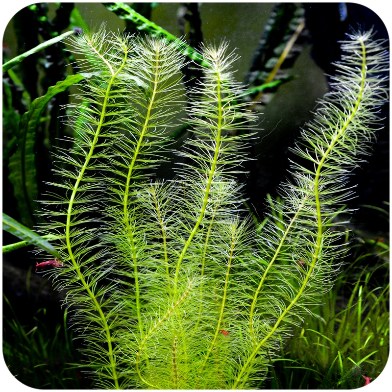 Eco Plant Bacopa Myriophylloides in vitro