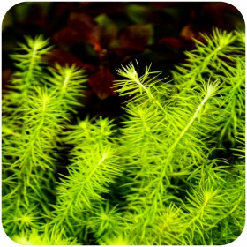 Eco Plant Mayaca Fluviatilis 'Bog Moss' - roślina invitro 10 sztuk