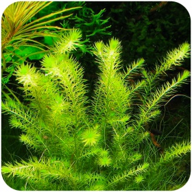 Eco Plant Mayaca Fluviatilis 'Bog Moss' - roślina invitro 10 sztuk