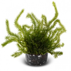 Eco Plant Mayaca Fluviatilis 'Bog Moss' - roślina invitro 10 sztuk