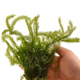 Eco Plant Bog Moss - 10 pcs invitro