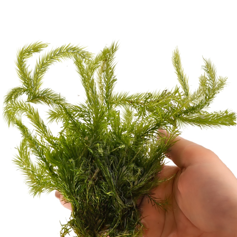 Eco Plant Mayaca Fluviatilis 'Bog Moss' - roślina invitro 10 sztuk