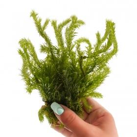 Eco Plant Mayaca Fluviatilis 'Bog Moss' - roślina invitro 10 sztuk