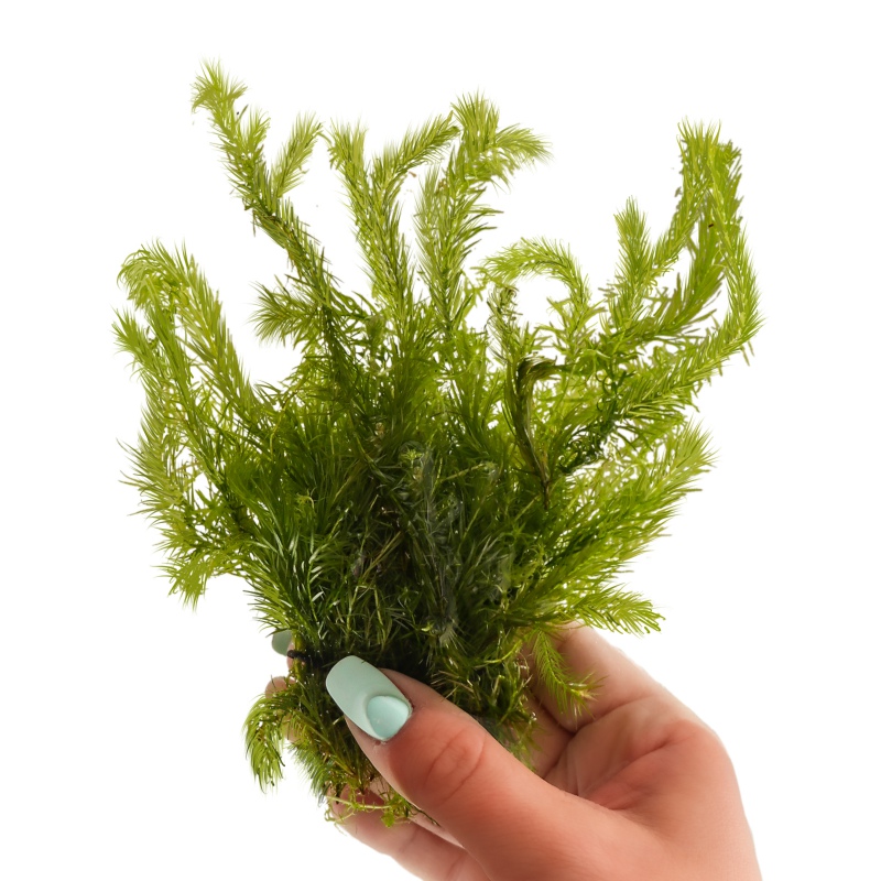 Eco Plant Bog Moss - 10 pcs invitro