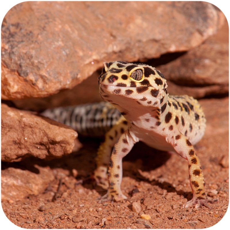 Terrario Eublepharis Erde 1 kg für Leopardgeckos