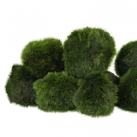 Eco Plant Marimo Ball Moss - 2-4 см