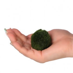 Eco Plant Marimo Ball Moss - gałęzatka 2 - 4cm