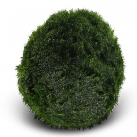 Eco Plant Marimo Ball Moss - гілляста 2-4 см