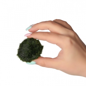 Eco Plant Marimo Ball Moss - gałęzatka 2 - 4cm 10 sztuk