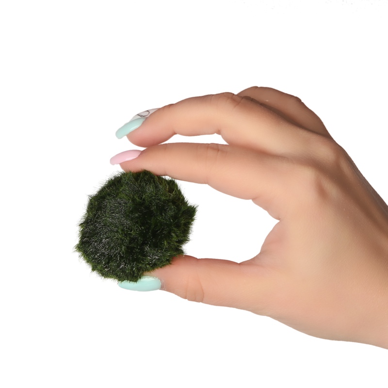 Eco Plant Marimo Ball Moss - gałęzatka 2 - 4cm 10 sztuk