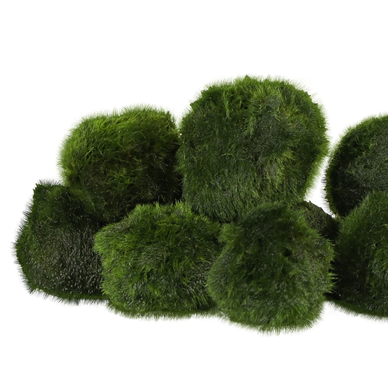 Eco Plant Marimo Ball Moss - 10 Pieces