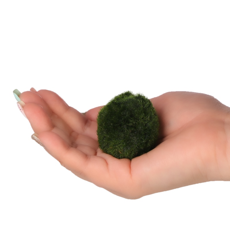 Eco Plant Marimo Ball Moss - gałęzatka 2 - 4cm 10 sztuk