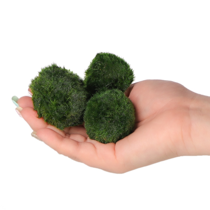 Eco Plant Marimo Ball Moss - gałęzatka 2 - 4cm 10 sztuk