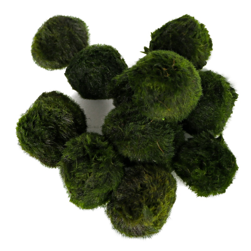 Eco Plant Marimo Ball Moss - 10 Pieces