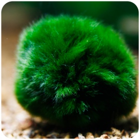 Eco Plant Marimo Ball Moss - gałęzatka 2 - 4cm