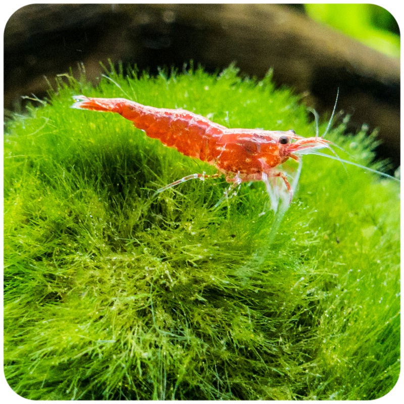 Eco Plant Marimo Ball Moss - 2-4 см