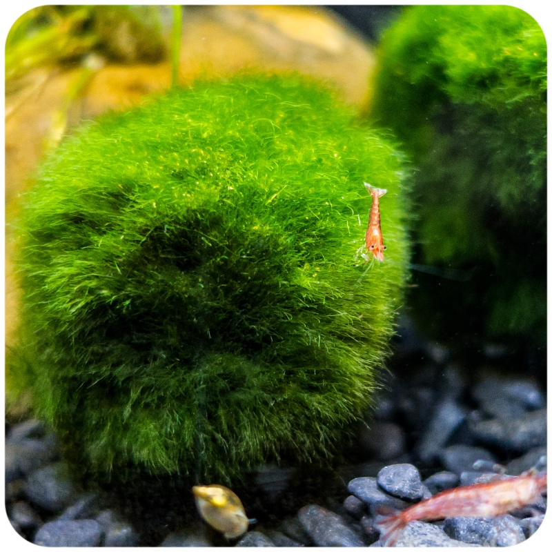 Eco Plant Marimo Ball Moss - 10 Pieces