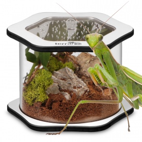 Terrarium Spinnenröhre Big100 für Spinnen