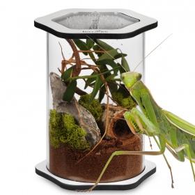 Terrario Spiders Tube Big200 - Eleganckie Terrarium