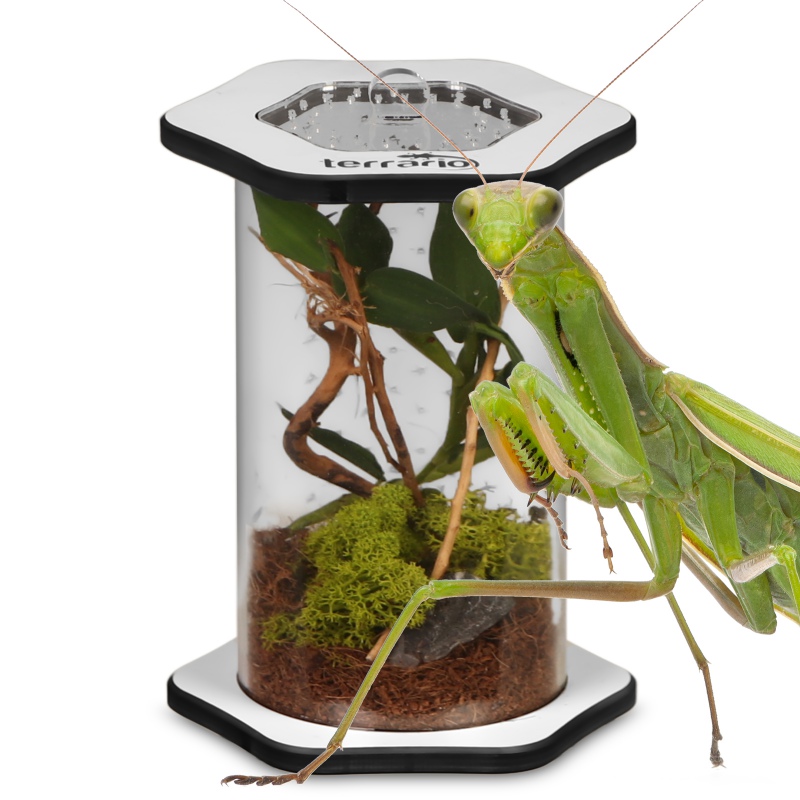 Terrario Spiders Tube Tall100 Terrarium