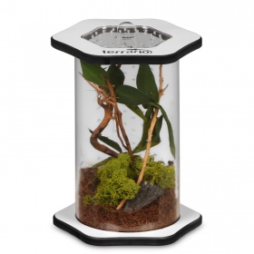 Terrario Spiders Tube Tall100 akryyliterrarium