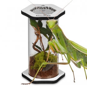 Terrario Spiders Tube Tall150 - modernes Terrarium