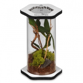 Terrario Spiders Tube Tall150 - Acryl Terrarium