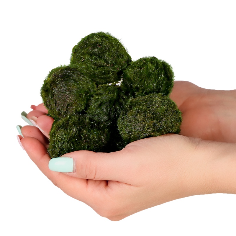 Eco Plant Marimo Ball Moss - 2-4 cm