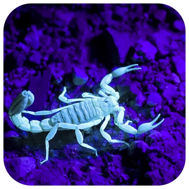 Repti-Zoo UV LED 6W - Lamp for Scorpions