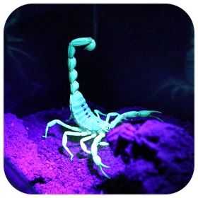 Repti-Zoo UV LED 6W - Lamp for Scorpions