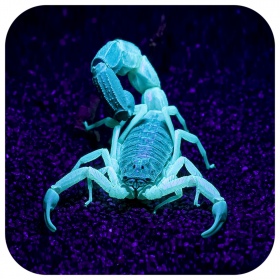 Repti-Zoo UV LED 6W - Lamp for Scorpions