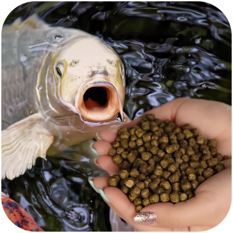 Glopex Premium Algen Feed - Alimento para Peixes